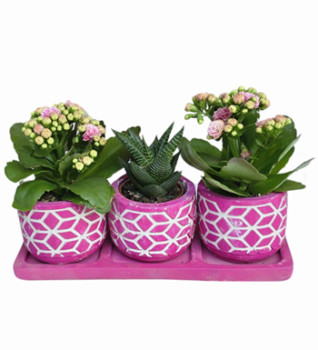 3'lü Mor Beton Saksıda Kalanchoe ve Howartia