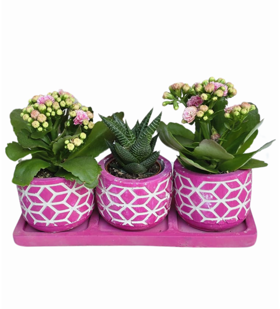 3'lü Mor Beton Saksıda Kalanchoe ve Howartia