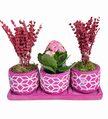 3'lü Beton Mor Saksıda Kalanchoe Ve Lavanta
