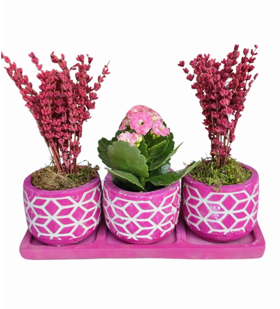 3'lü Beton Mor Saksıda Kalanchoe Ve Lavanta
