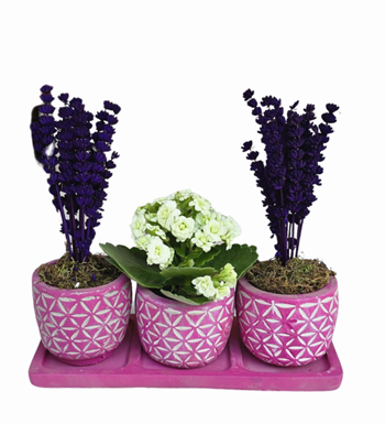 3'lü Beton Saksıda Kalanchoe Ve Lavanta Mor