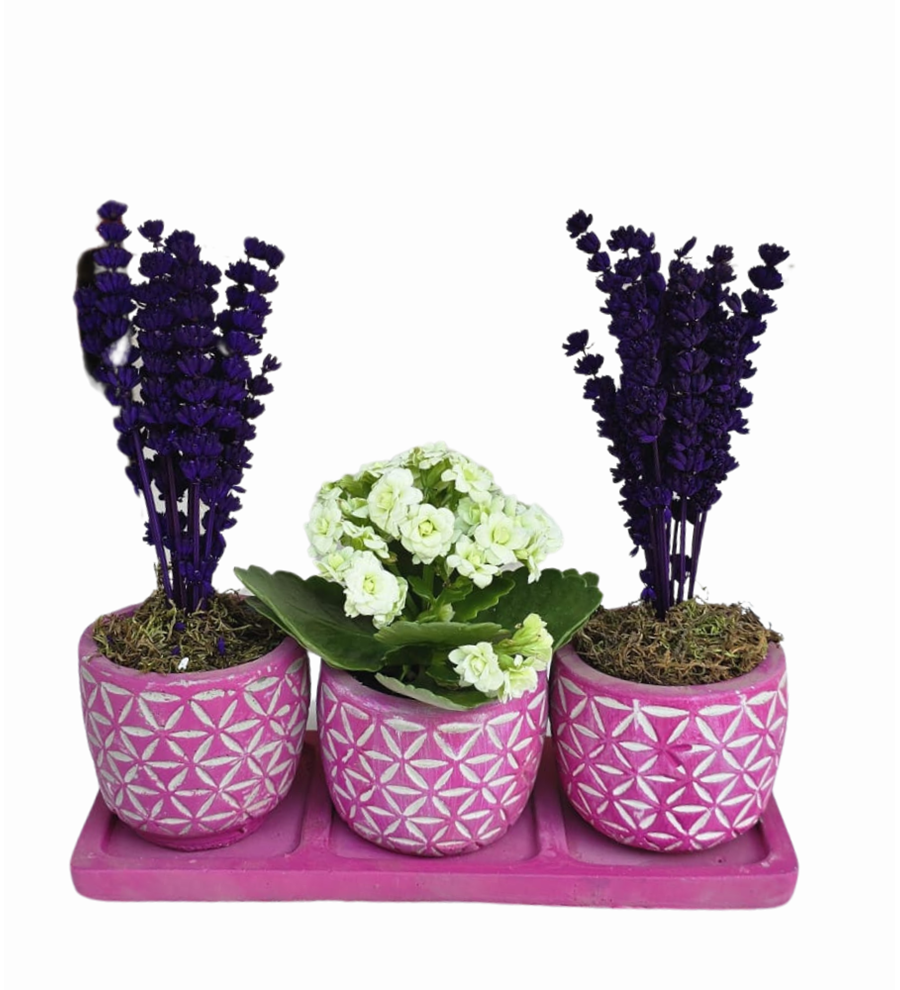 3'lü Beton Saksıda Kalanchoe Ve Lavanta Mor