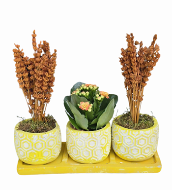 3'lü Sarı Beton Saksıda Lavanta Ve Kalanchoe