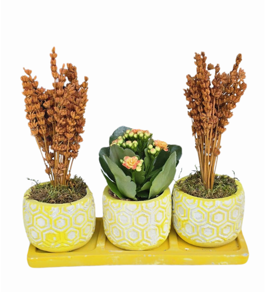 3'lü Sarı Beton Saksıda Lavanta Ve Kalanchoe