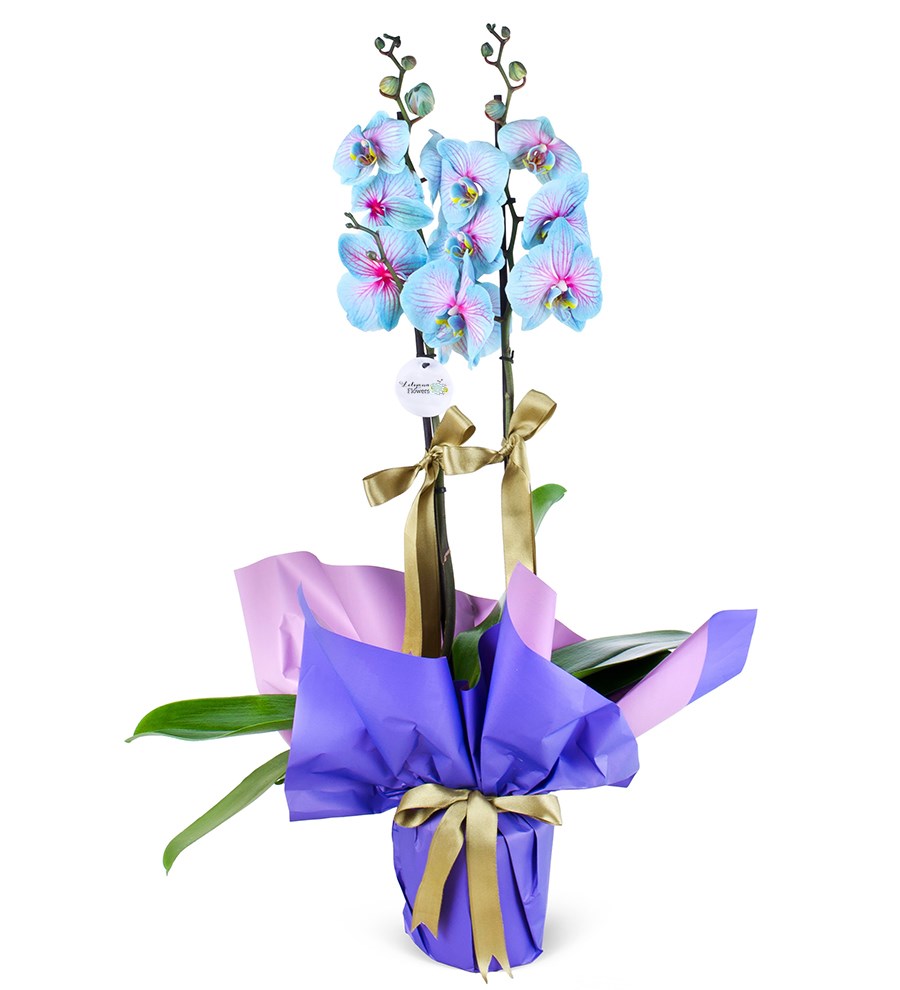 Alacalı Çiftli Orkide