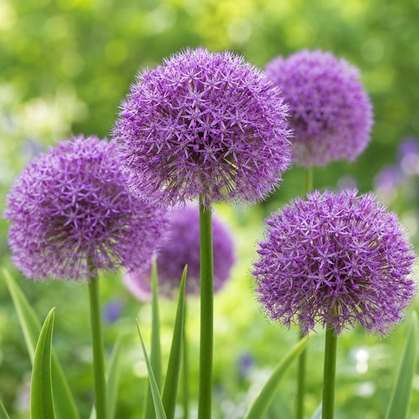 Allium (Süs soğanı)