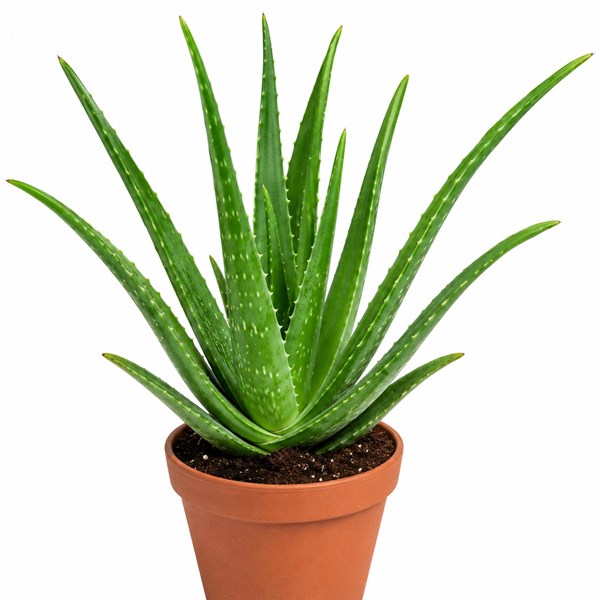 Aloe Vera (Sarısabır)