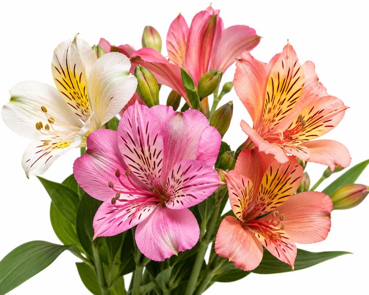 Alstroemeria (Peru zambağı, İnka zambağı)