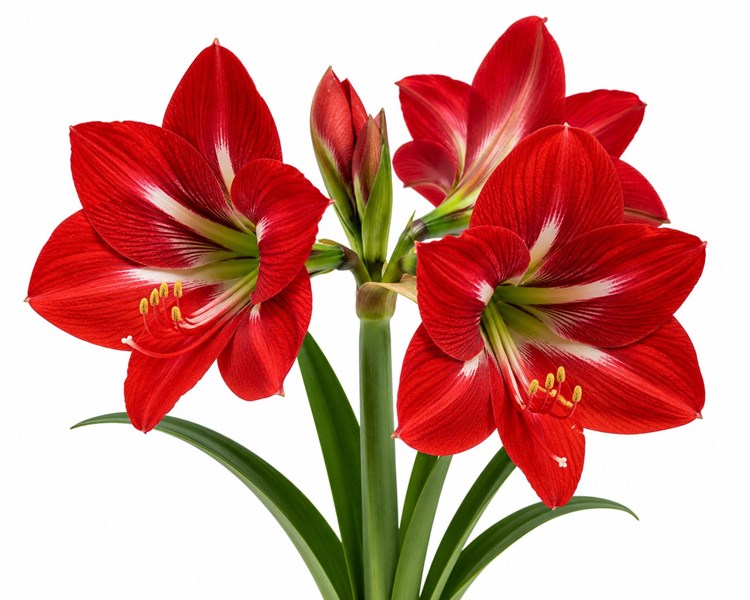 Amarillis (Amaryllis, şövalye yıldızı)