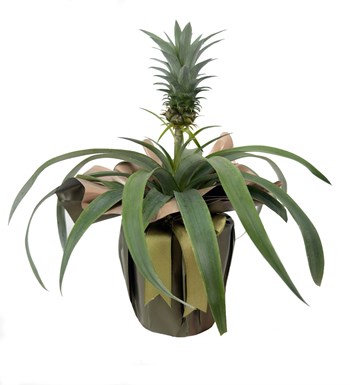 Ananas Amigo