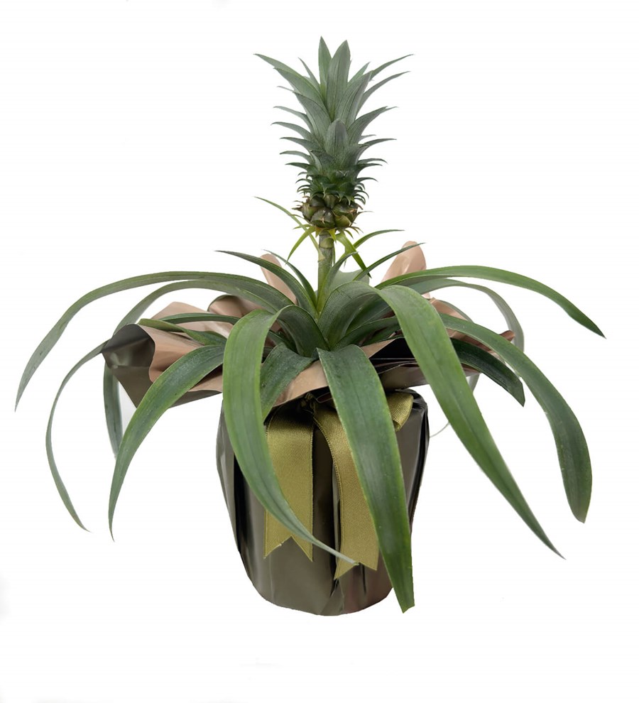 Ananas Amigo
