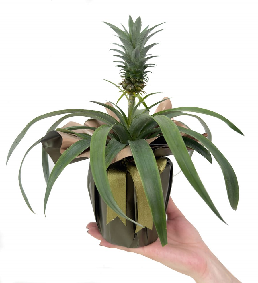 Ananas Amigo