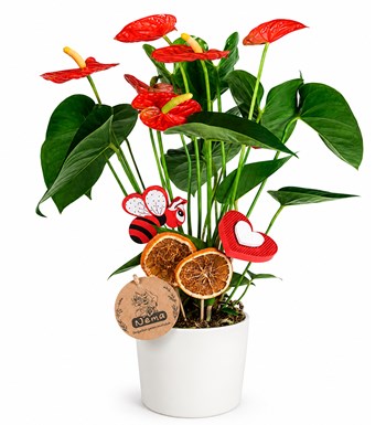 Lilyana Flowers - Antoryum - Anthurium Beyaz Nora