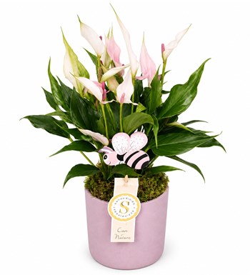 Lilyana Flowers - Antoryum - Anthurium Lily