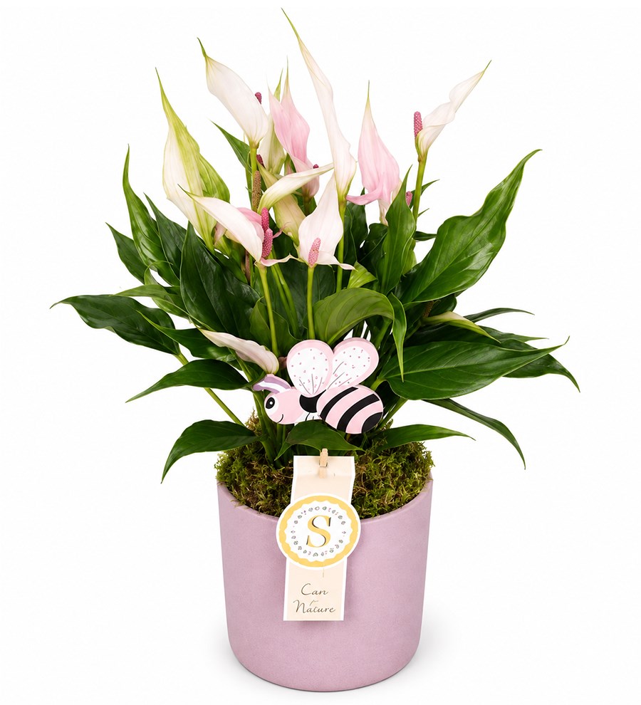 Antoryum - Anthurium Lily