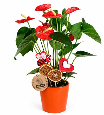 Lilyana Flowers - Antoryum - Anthurium Turuncu Nora