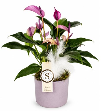 Lilyana Flowers - Antoryum - Anthurium Zuzu