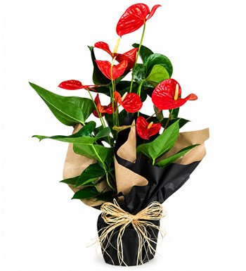 Lilyana Flowers - Antoryum - Anthurium