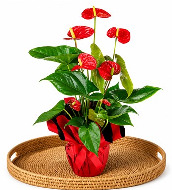 Lilyana Flowers - Antoryum - Anthurium