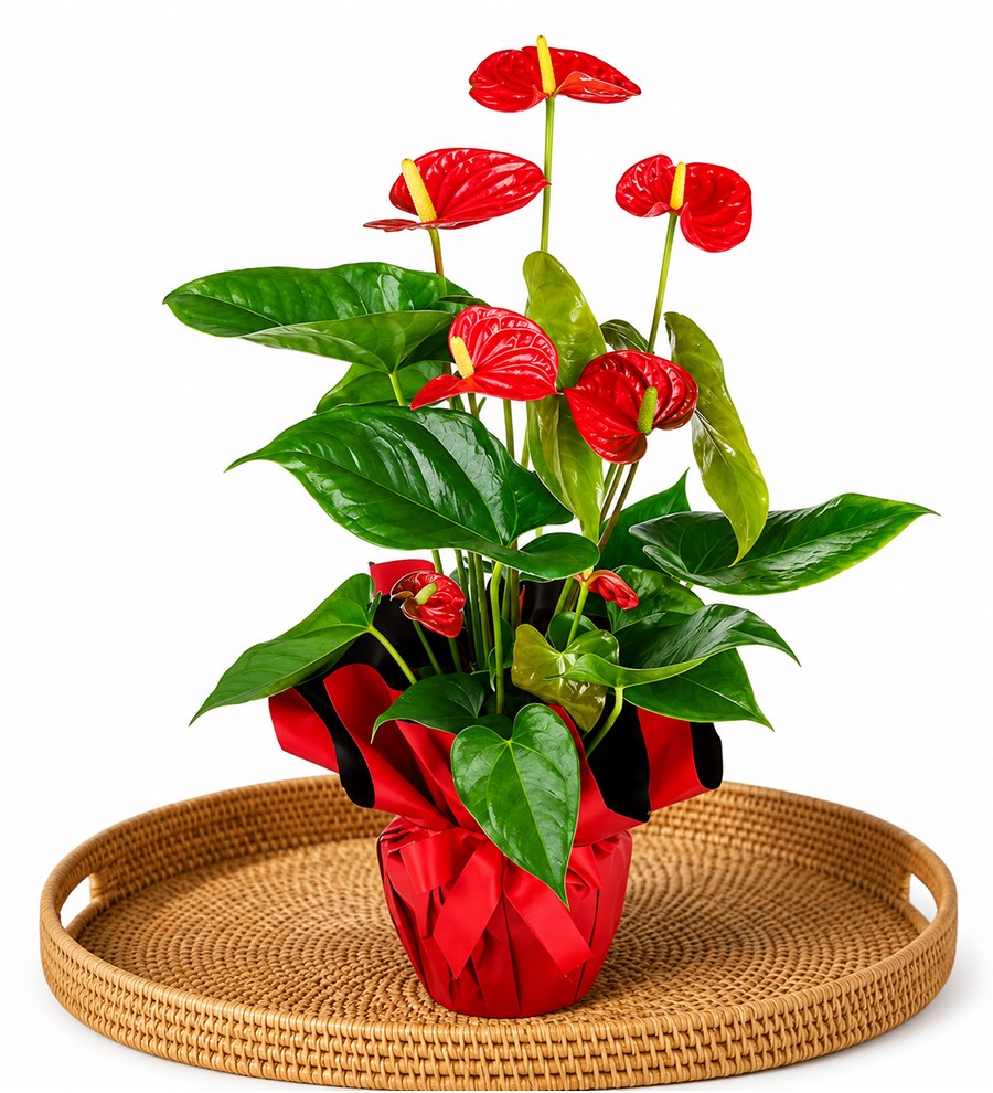 Antoryum - Anthurium