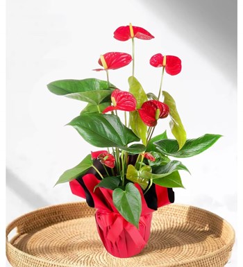 Antoryum - Anthurium