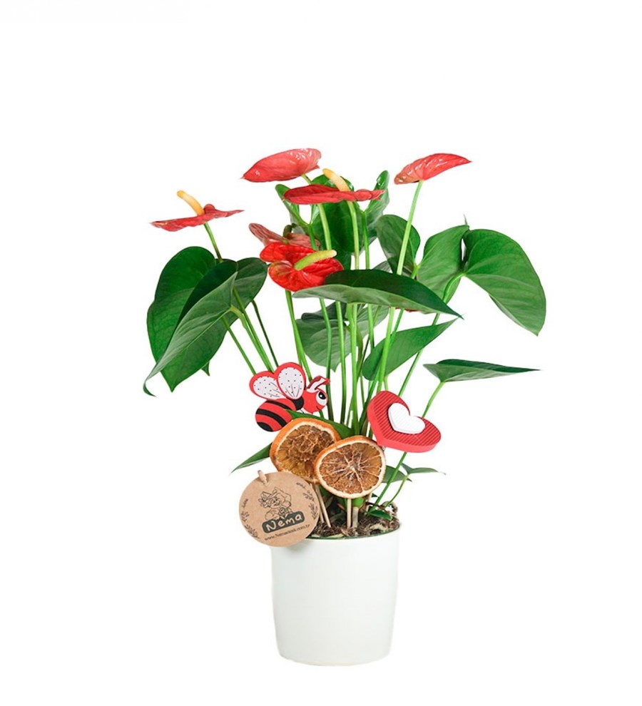 Antoryum - Anthurium Beyaz Nora