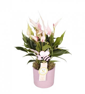Antoryum - Anthurium Lily