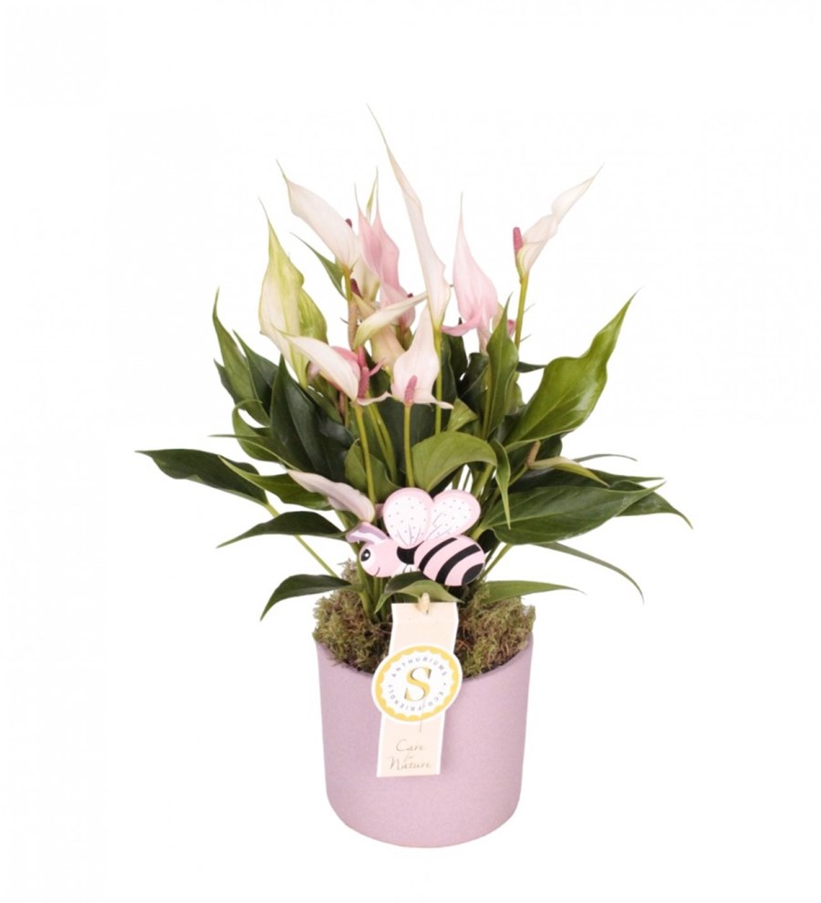 Antoryum - Anthurium Lily