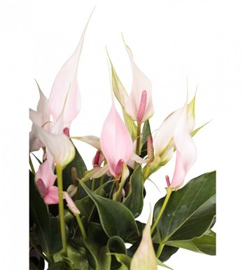 Antoryum - Anthurium Lily