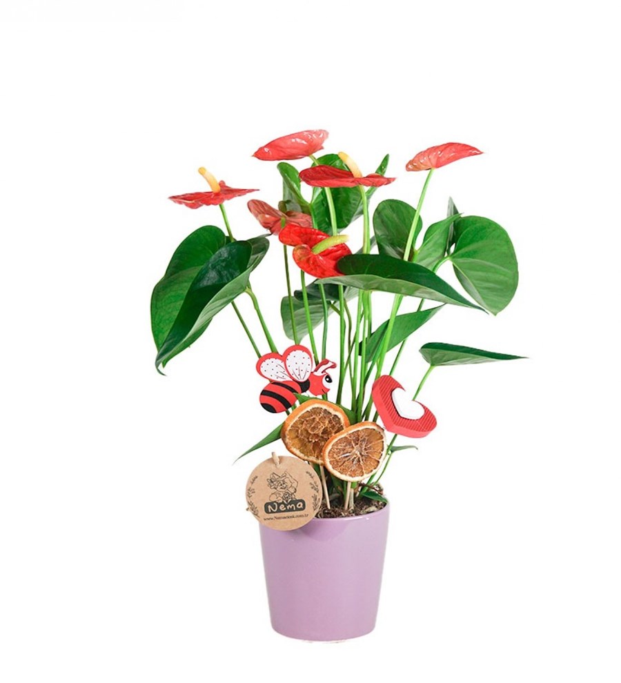 Antoryum - Anthurium Mor Nora