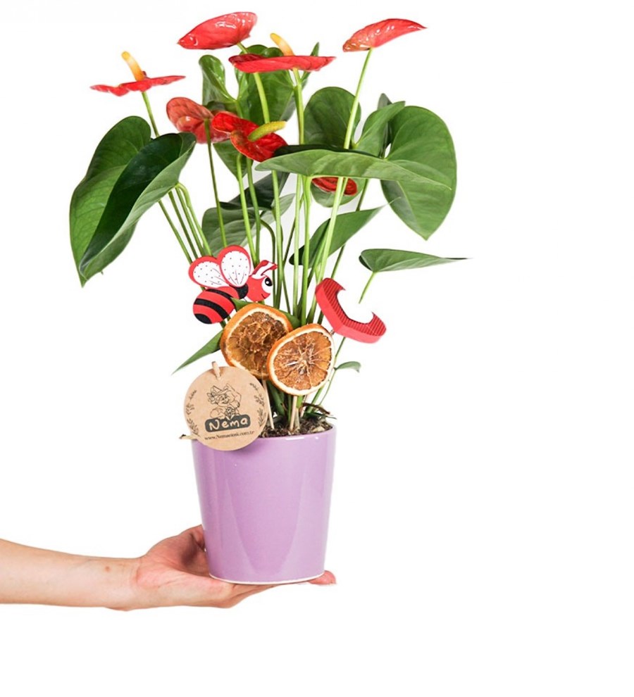 Antoryum - Anthurium Mor Nora