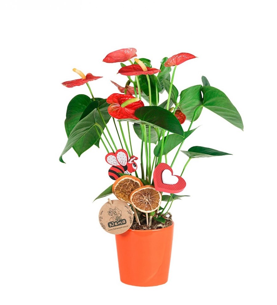 Antoryum - Anthurium Turuncu Nora