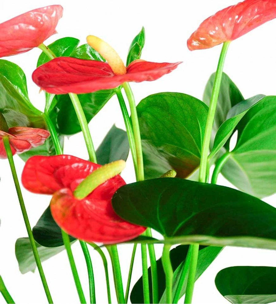 Antoryum - Anthurium Turuncu Nora