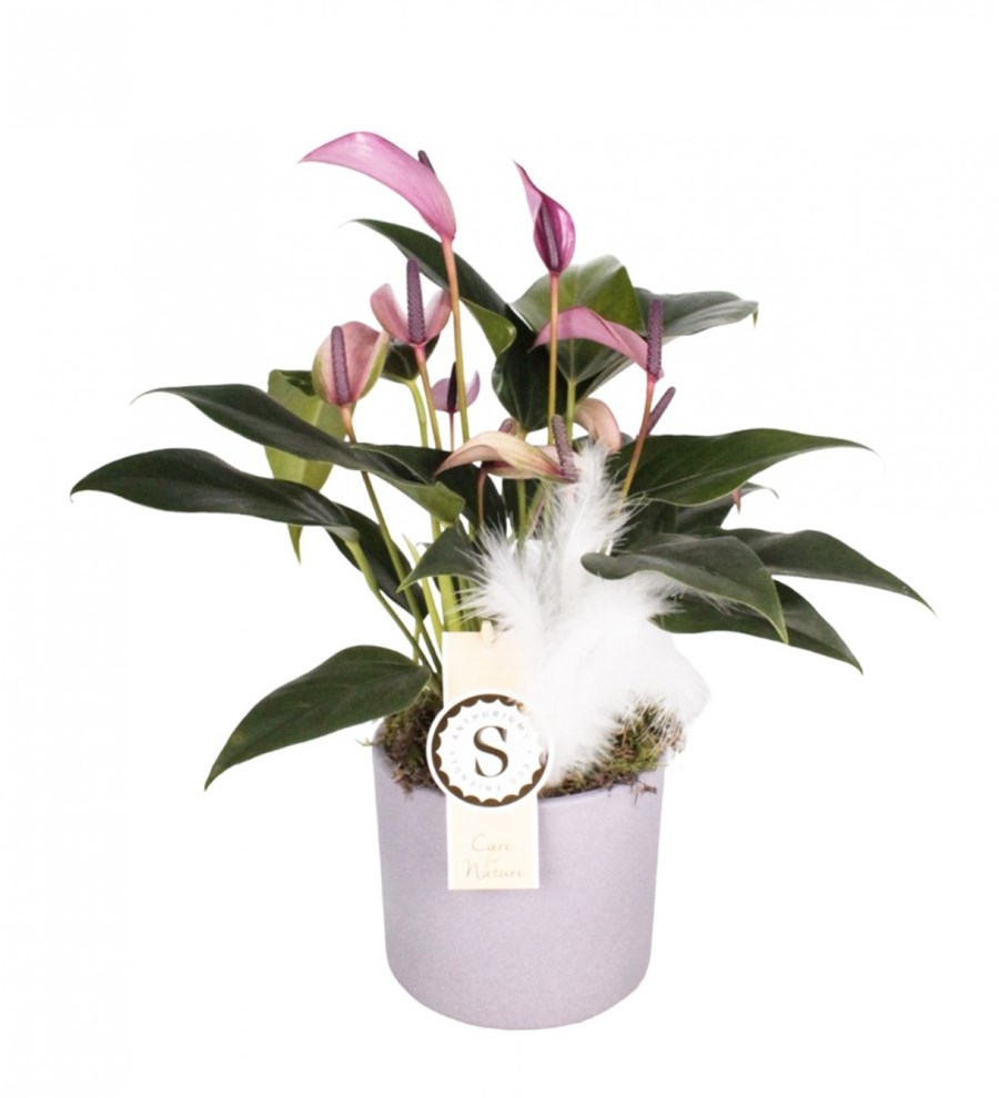 Antoryum - Anthurium Zuzu