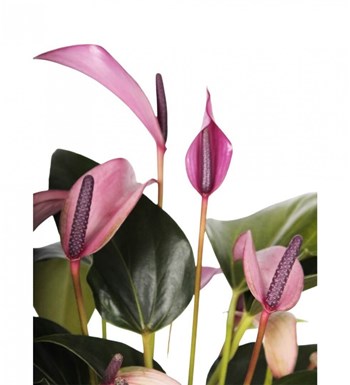 Antoryum - Anthurium Zuzu