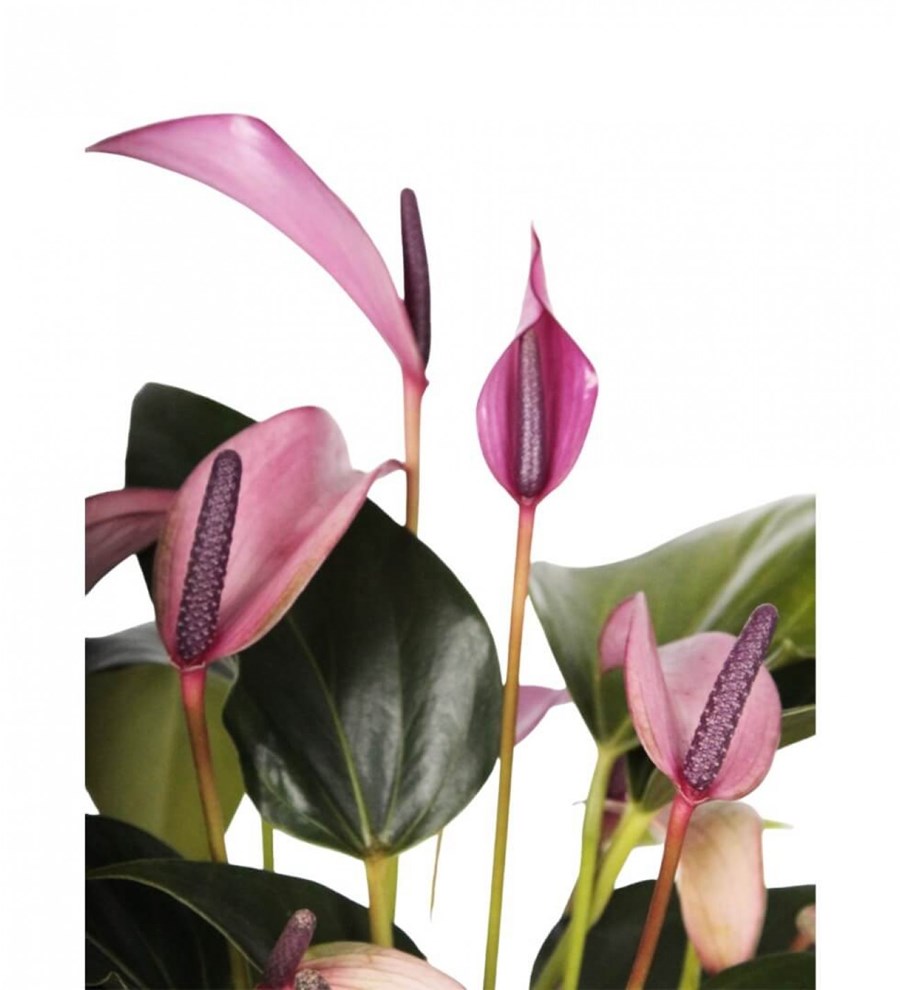 Antoryum - Anthurium Zuzu