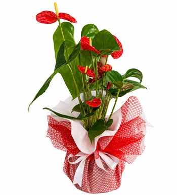 Lilyana Flowers - Antoryum Çiçeği - Kırmızı