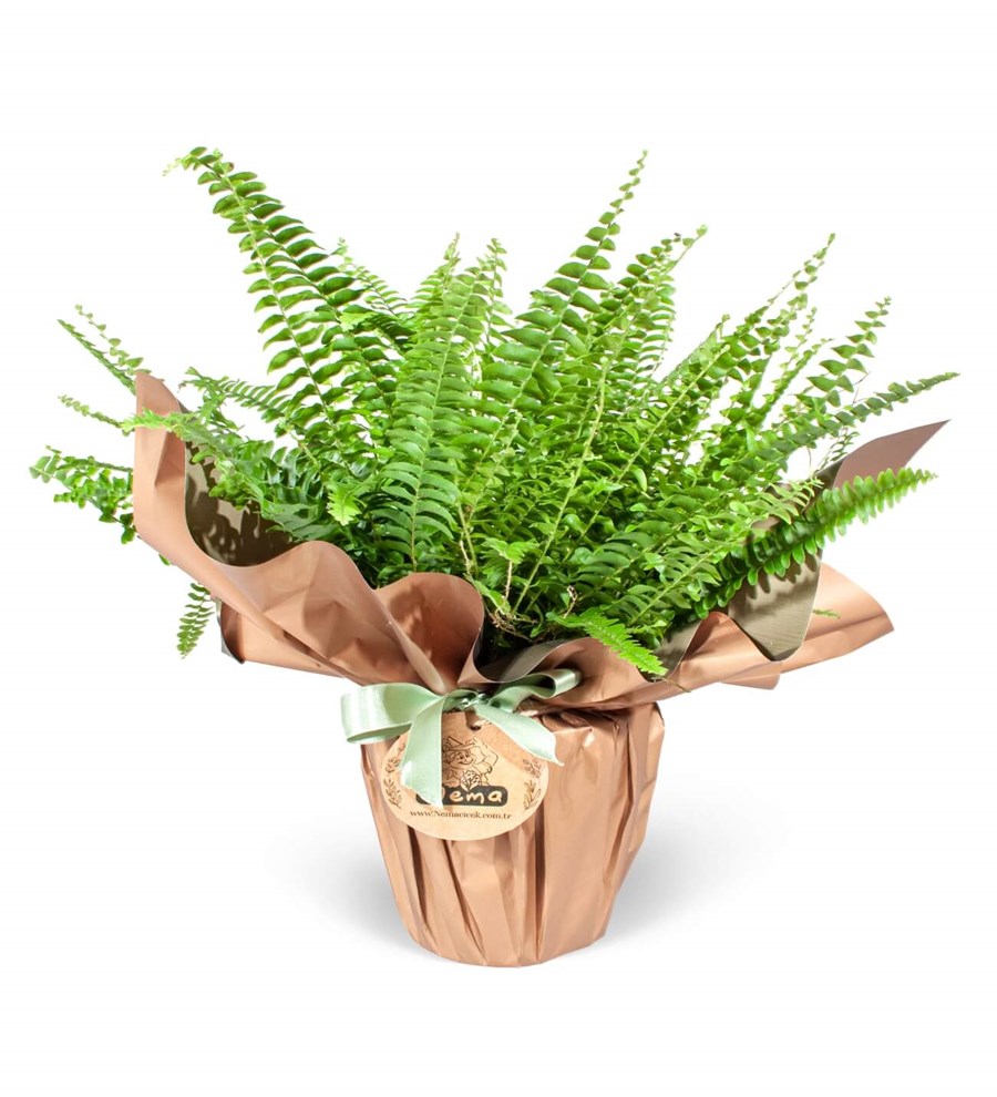 Aşk Merdiveni - Nephrolepis Exaltata