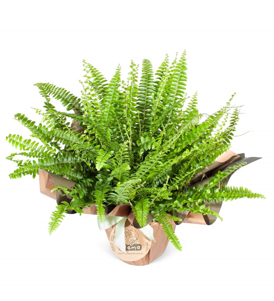 Aşk Merdiveni - Nephrolepis Exaltata