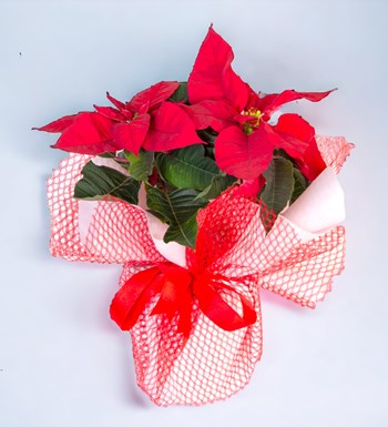 Atatürk Çiçeği (Poinsettia)