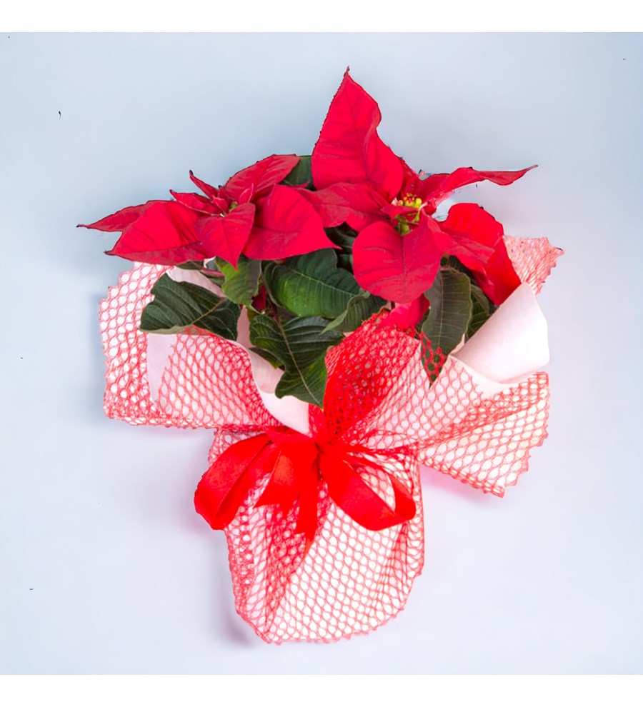 Atatürk Çiçeği (Poinsettia)