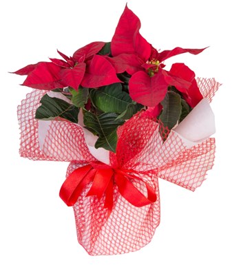 Atatürk Çiçeği (Poinsettia)