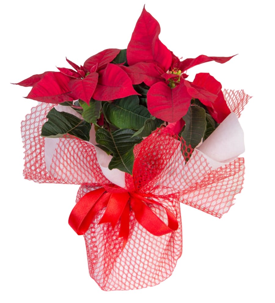 Atatürk Çiçeği (Poinsettia)