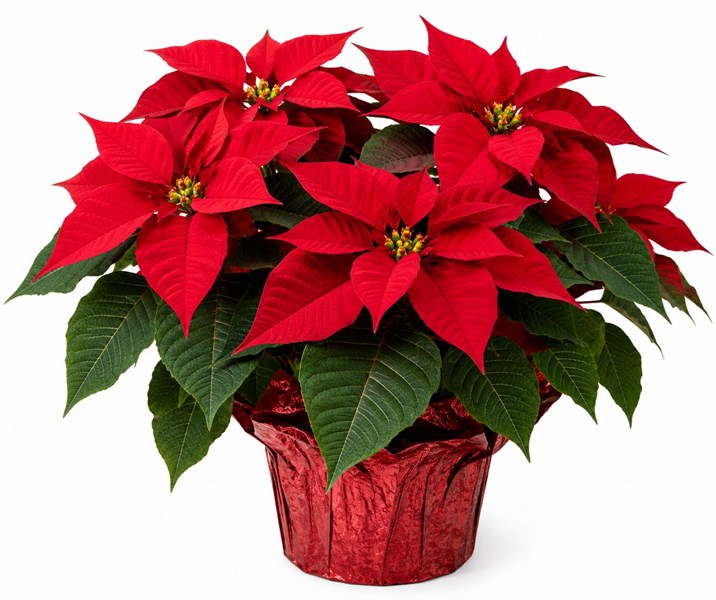 Atatürk Çiçeği (Ponsetya, poinsettia, Noel yıldızı)