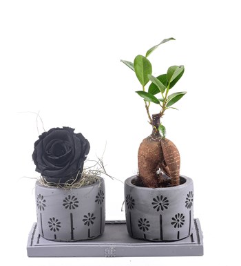 Pure Love Bonsai ve Solmayan Gül Siyah