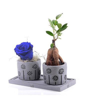 Pure Love Bonsai ve Solmayan Gül Parlament Mavi