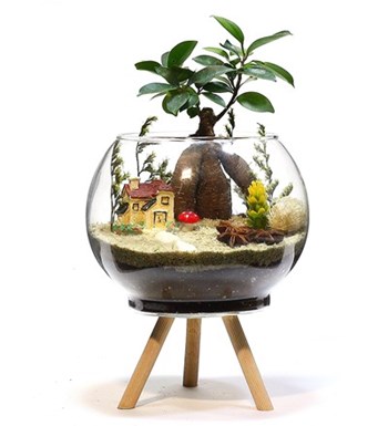 Ayaklı Cam Saksıda Bonsai Teraryum