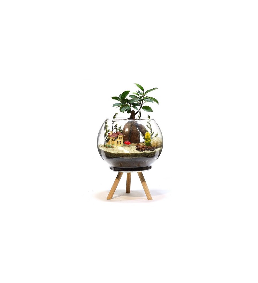 Ayaklı Cam Saksıda Bonsai Teraryum