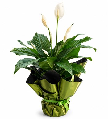 Lilyana Flowers - Barış Çiçeği - Spathiphyllum Ambalajlı