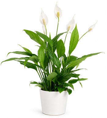 Lilyana Flowers - Barış Çiçeği - Spathiphyllum Beyaz Nora